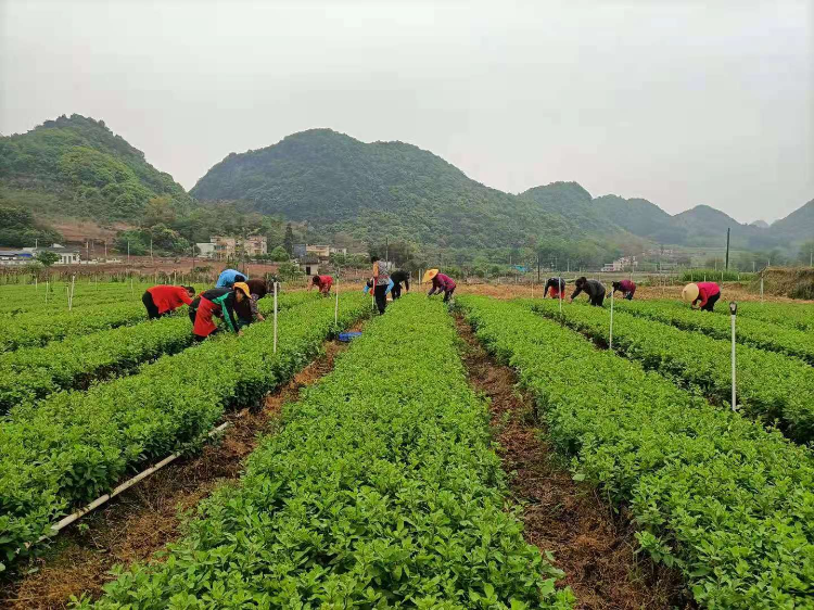 在陽(yáng)山大崀鎮(zhèn)，農(nóng)戶們采摘枸杞。通訊員供圖.jpg